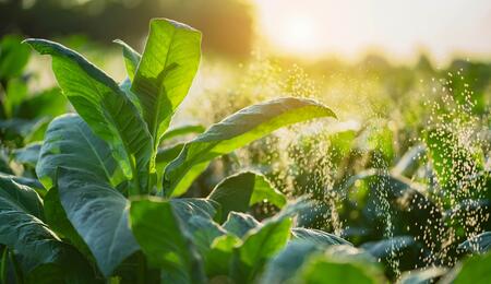 Researchers propose that CBD acts as a metabolic or neurotoxic poison, impairing vital functions in pests.