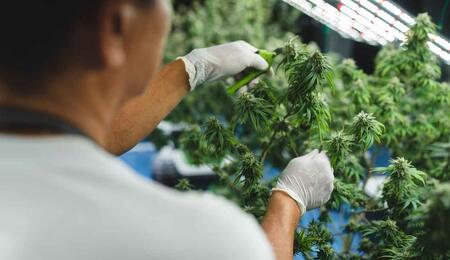 Super Cropping Cannabis