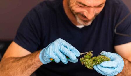 Trimming and Harvesting Cannabis Plants