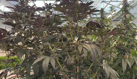 Comemnt cultiver la variété Sour Strawberry ?