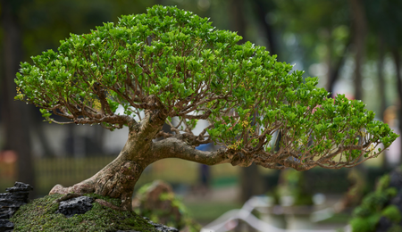 The Art of Canna Bonsai