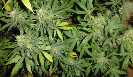 Maîtriser l’odeur du cannabis