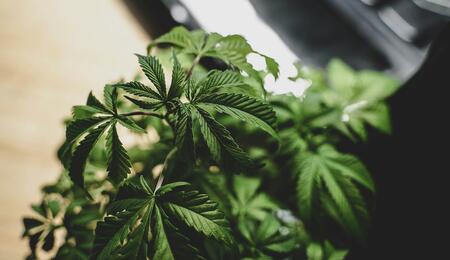 ¿Cómo y por qué agregar boro al cultivo de cannabis?