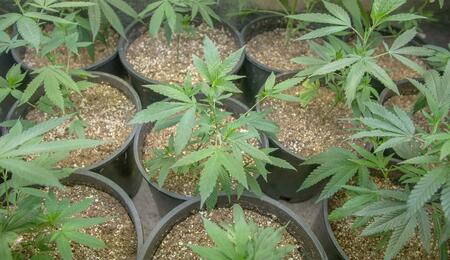 cómo cultivar marihuana