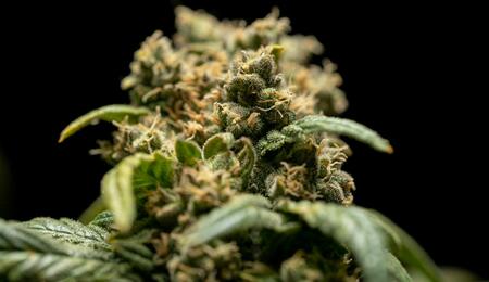 Critical: příběh odrůdy konopí, která se zapsala do dějin