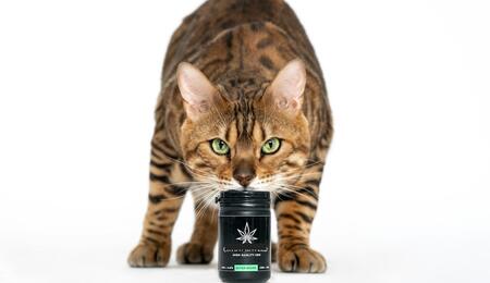 ¿Cuáles son los beneficios del CBD para gatos?