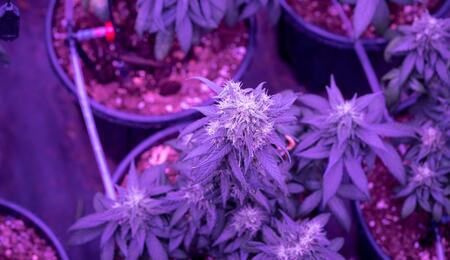Fotoperiodo en el cultivo de cannabis con LED: del vegetativo a floración.