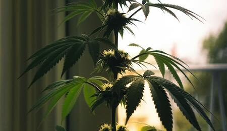 semillas feminizadas de Sensi Seeds