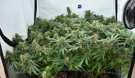 Cultivo sostenible de marihuana