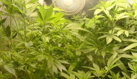 Comment cultiver du cannabis indoor pendant l'été ?