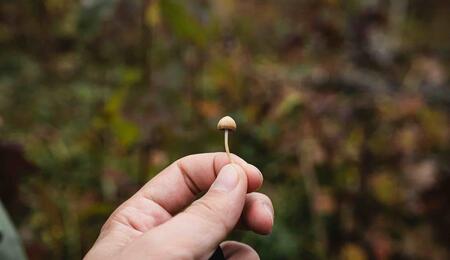 the Czech Republic (Czechia) will allow the medical use of psilocybin to treat depression and provide end-of-life care