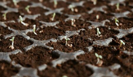 ¿Cómo Germinar una Semilla de Marihuana?