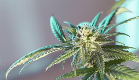 The DOJ has reversed prior guidance and now directs U.S. Attorneys to rigorously prosecute simple marijuana possession on federal property. Get details here. 