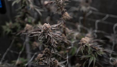 Hoogeveen krijgt definitief eerste coffeeshop 