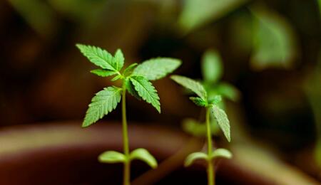 Delta-8 THC może spowalniać metabolizm nikotyny