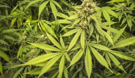 Rekreacyjna marihuana  legalna w Michigan