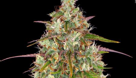 Die Ursprünge der Haze