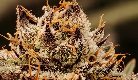 Die erste vollständige CSC‑Liste - Transparenz dank DHV