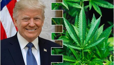 Donald Trump marijuana legalization Florida 