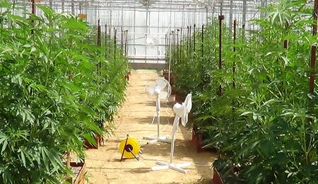 Consejos para cultivo de cannabis en invernadero.