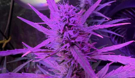 Marihuana