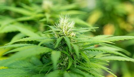 EKOCAN-Studie mit gemischter Bilanz: Cannabisgesetz muss nachbessern 