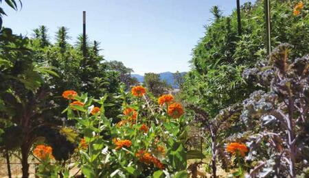 Le jardin d’appellation d’origine protégée de Californie