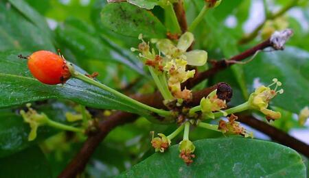 Über die anspruchsvolle Kultivierung von Erythroxylum coca, die ethnobotanische Bedeutung und die strikte Rechtslage (BtMG).