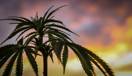 Tips básicos para el cultivo de marihuana.