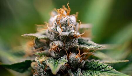 ¿Cómo cuidar a la marihuana del calor del verano?