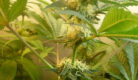 Cannabielsoxa : découverte d’un nouveau cannabinoïde