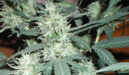 Les premières études scientifiques sur le cannabis