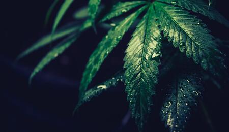 La fertilización foliar del cannabis: eficiencia para nutrir la planta