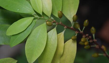 Le marché de la cocaïne dépasserait celui du cannabis