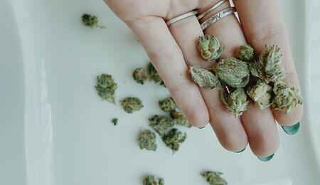 Fortschritte der medizinischen Cannabisforschung