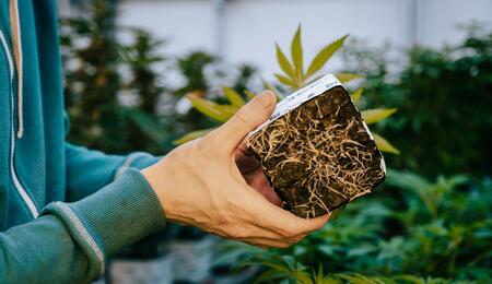 Podzemní úspěch – základ pro explozivní úrodu