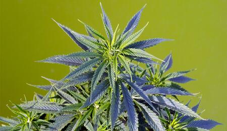 Das Drogenreferat Frankfurt/Main hat einen Leitfaden zur Schadensminimierung beim Cannabis-Eigenanbau veröffentlicht. 