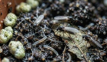 Fungus Gnats and What You Need to Know