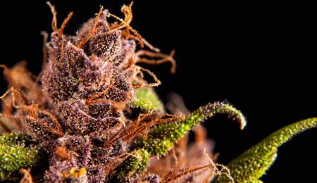 terpenen