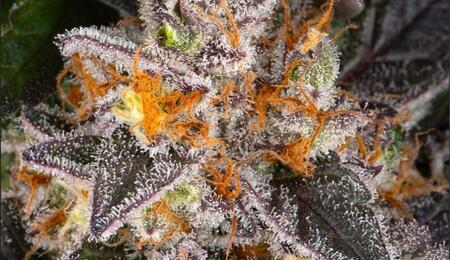 Girl Scout Cookies, une démonstration de puissance