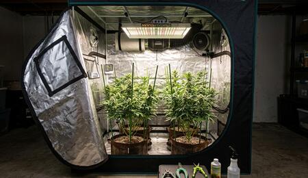 The Importance of Proper Ventilation for Indoor Cultivation