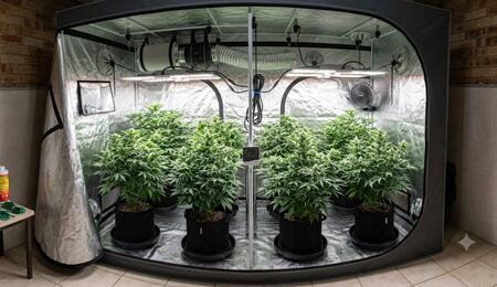 What Is Vapour Pressure Deficit and Why Is It So Important for Growers?