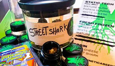 Stefano (Microgenetica): Cannabis Artigianale ad Amsterdam