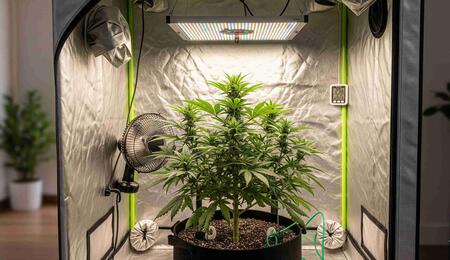 Cannabis grow tent 