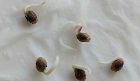 Cannabis Seeds