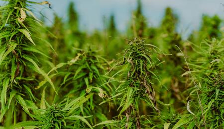 Pestizide im Cannabis sind gesundheitsgefährdend. Wie man Schädlinge beim Eigenanbau rein biologisch und sicher bekämpft.