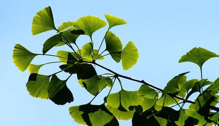 Ginkgo biloba : l’histoire fascinante d’un fossile vivant