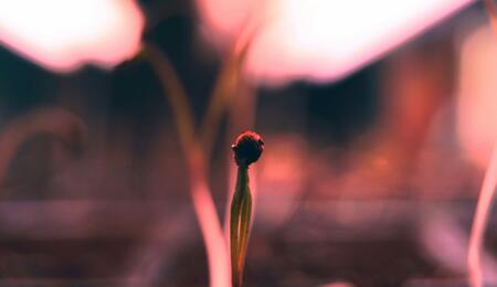  A specific part of the light spectrum is vital for plants; this part is called photosynthetically active radiation or PAR.