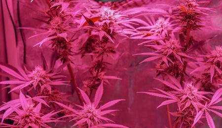 This strain has gained immense popularity due to its remarkable ability to uplift and calm the mind and body simultaneously