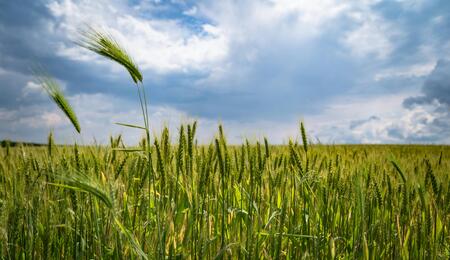 Growing Cannabis Could Boost British Farming, says MP